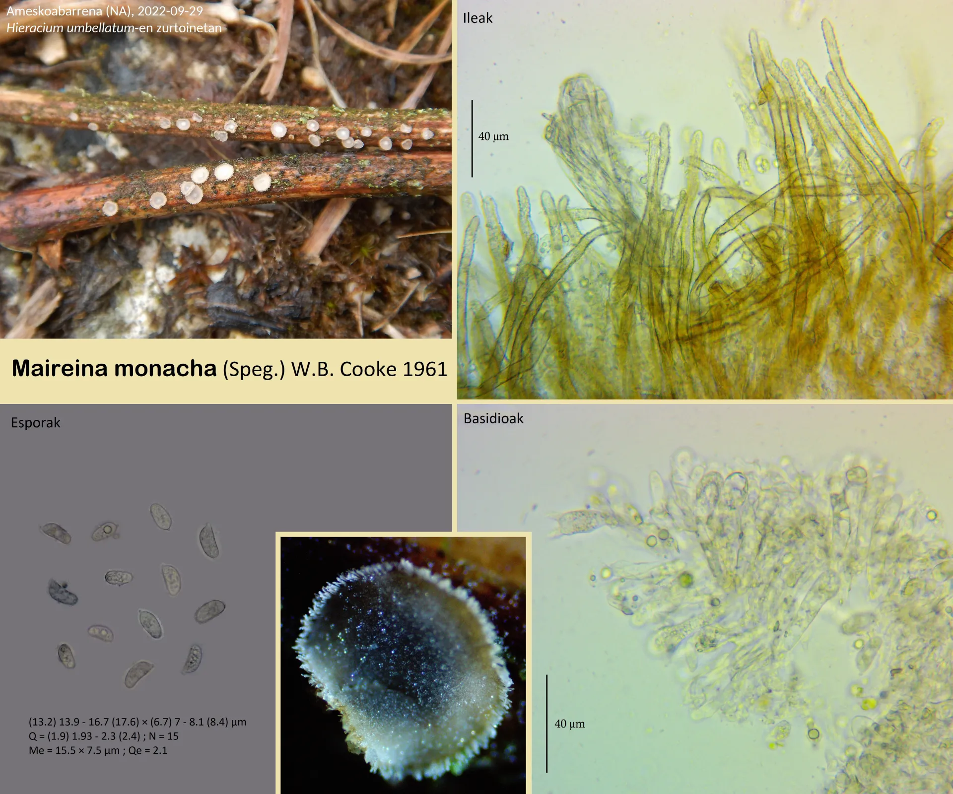 Microscopía de Merismodes bresadolae - Maireina monacha